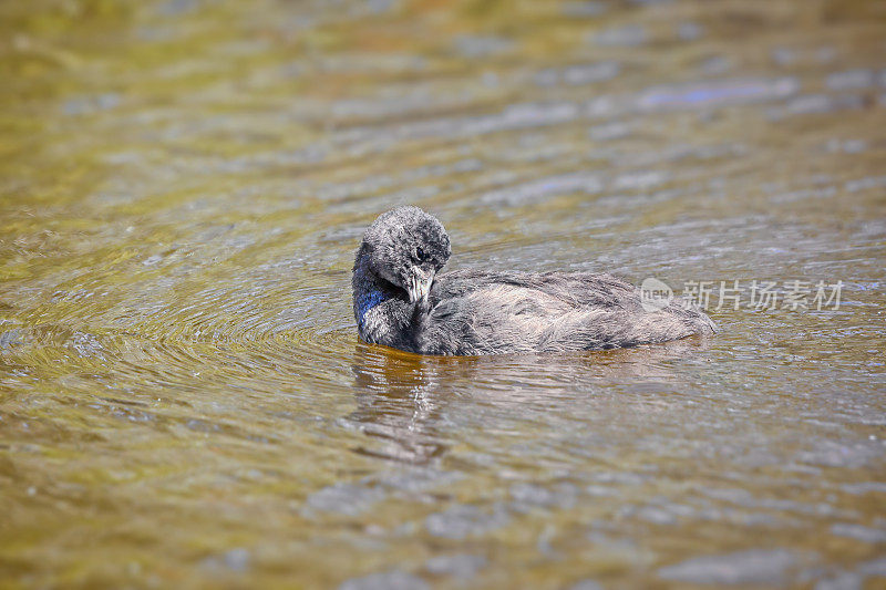 Baby Coot （Fulica atra）